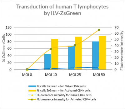 Lentiviral vectors human naïve T cells
