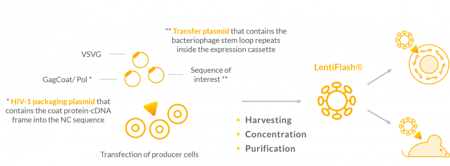 Non-integrative lentiviral particle production