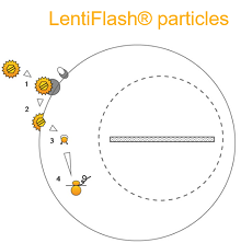 LentiFlash particles transduction