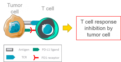 Tcell-TumorCell Interaction