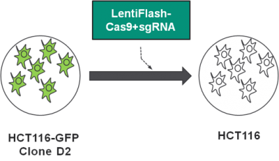 schema_CRISPR_GFP_Clone_D2