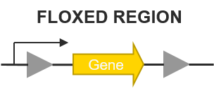 Floxed region 