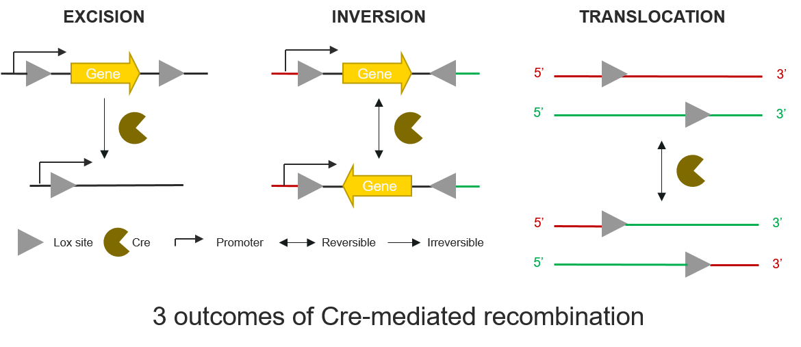 Three outcomes of Cre mediated recombination