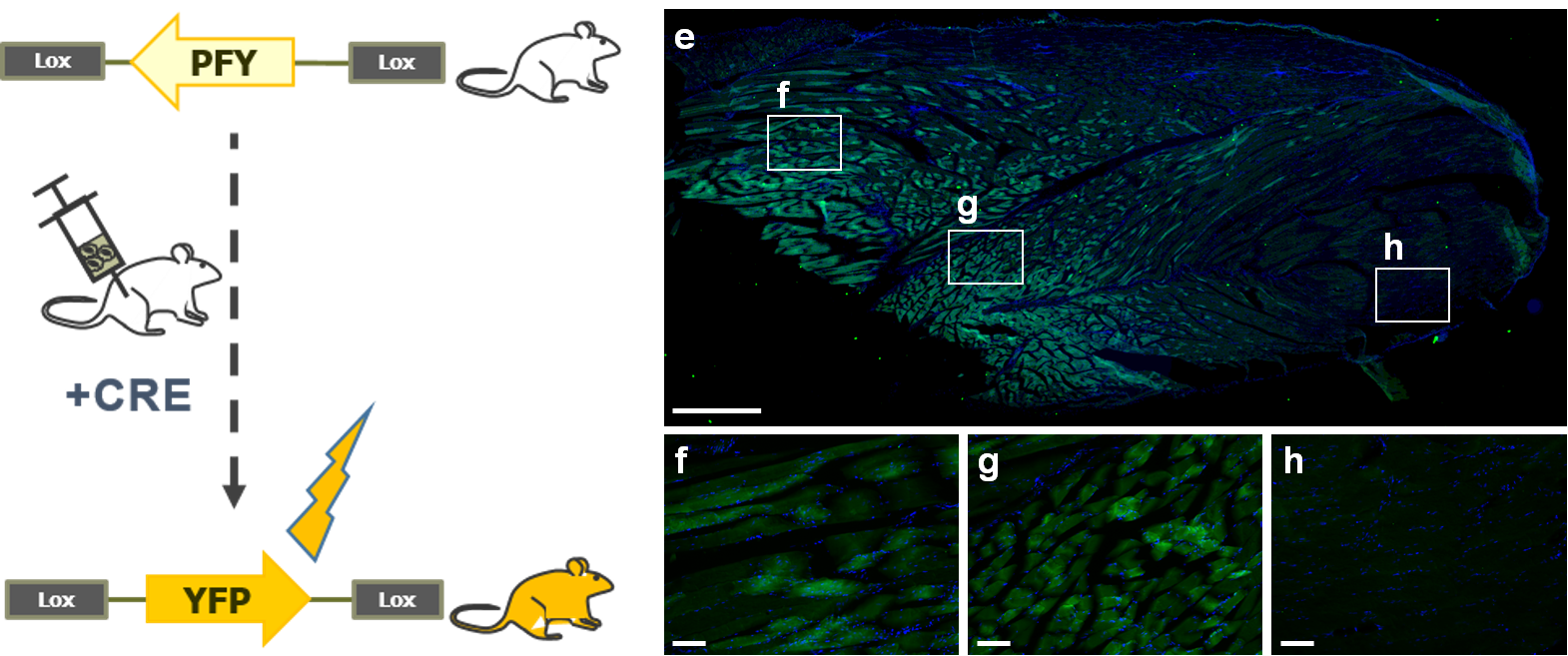 LentiFlash Cre Rosa26-YFP reporter mice