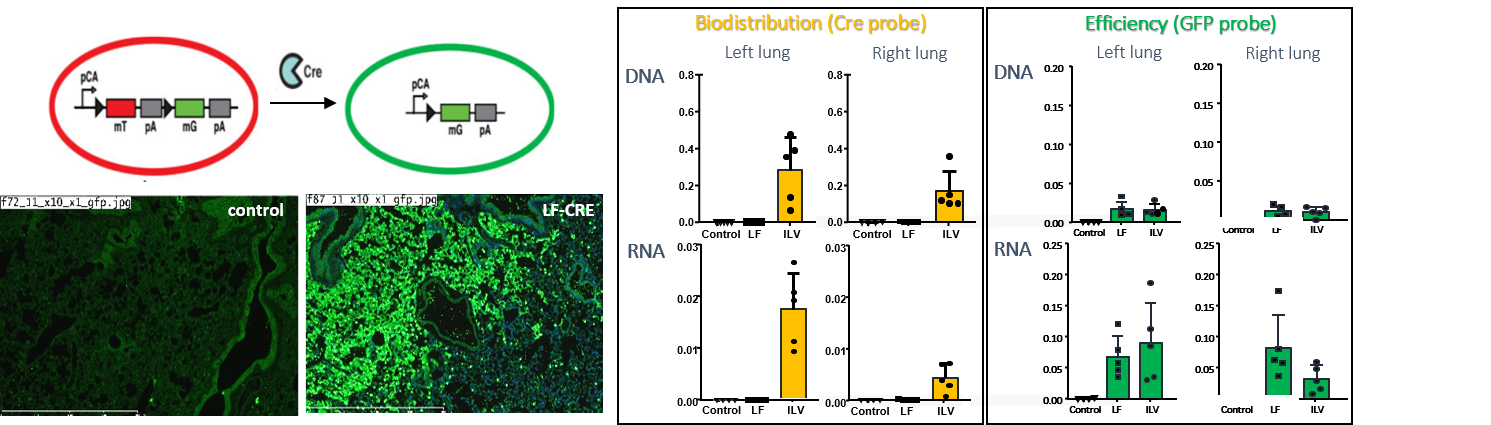 Excision LentiFlash Cre Lung 