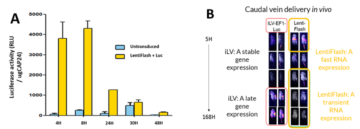 Short term and transient expression in vitro